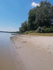 BatinaKuća za odmor Dunavski raj的一片树木林立的沙滩
