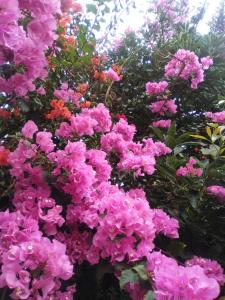 贝加德圣马特奥Mar de flores的花园里的一束粉红色的花