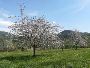 奥伯基希Ferienhof Vordere Alm的花丛中一棵树