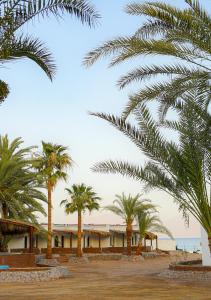 Nuweiba‘ el MuzeinahPalm Valley camp的一座棕榈树环绕的建筑,位于大海前