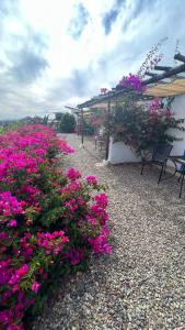 瓜达鲁佩镇Santerra, Valle de Guadalupe的花园内种有粉红色的鲜花,配有桌椅