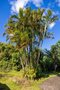 圣克洛德L’émeraude的道路边的棕榈树