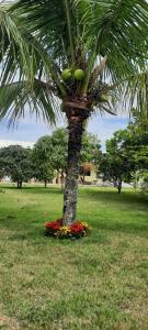 萨夸雷马Pousada da Drica的周围种着鲜花的棕榈树