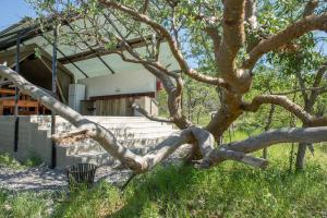 奥考奎约Etosha Safari Camping2Go的被连根拔起的树在房子前面