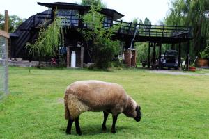 CoincoRetroDOMOS的牧羊在房子前面的草上放牧