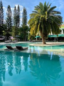迈里波朗Unique Garden的游泳池中间的棕榈树