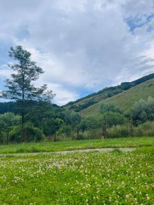 克卢日-纳波卡Kinder Valley Morlaca Cluj的一片草场,有树在后面