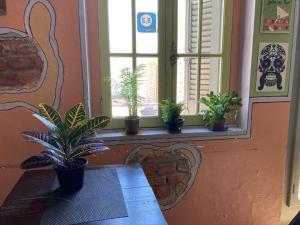 阿雷格里港Hostel do Lucca的窗台上摆着盆栽植物的房间