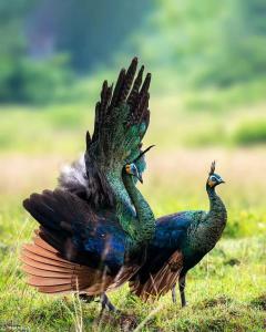 外南梦TelukBiru Homestay的两只孔雀站在草地上,翅膀伸出
