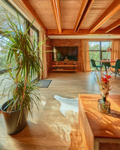 布朗Aruna Bran的一间客厅,配有两株盆栽植物和一台电视