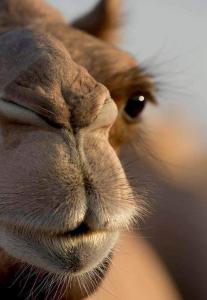 杜兹Faima的长颈鹿鼻子的闭合