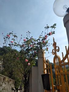 UscioCasarinoLaurino Valle Del Golfo Healthy Air Above The Sea的 ⁇ 旁一棵带粉红色花的树