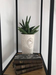 博尔斯塔Ett rum & kök的藏在书架上的花瓶里的植物