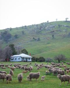 冈德盖奇摩农家乐的一群羊在草地上放牧