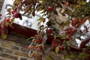 伦敦Beautiful London home sleeps 6, 2 minutes to metro的树枝上红浆果