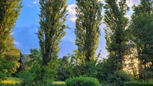圣卡尼兹Villa Blu的公园里一排高大的树木