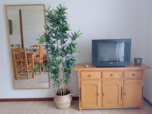 洛思坎加约斯Casa Lago Azul 49的坐在电视旁边的梳妆台上的一个植物