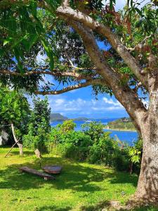 维拉港Kerith Lodge的树,带长凳,享有水景