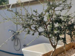 托雷拉皮罗Holiday Home Eurovillage的浴缸里的一个小盆景树