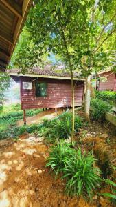 瓜隆岛Sweet Jungle Bungalows的前面有一棵树的小房子