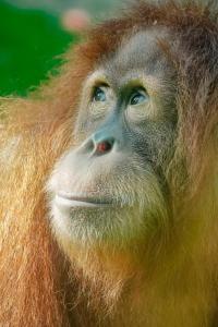 武吉拉旺Orangutan Treking Camp的一只蓝眼睛的猴子的近距离