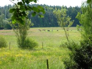 GrasellenbachHaus Zaunwiese的一群在田野上放牧的动物