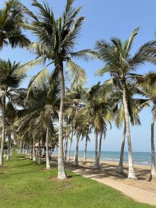 马斯喀特Kama Place的海滩上一排棕榈树