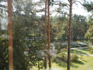 维萨吉纳斯Sunny apartment with lake and forest view的从树木繁茂的公园窗户欣赏美景