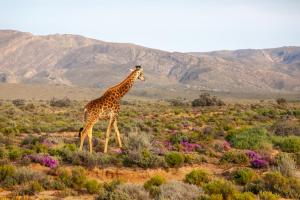 Breede River DCInverdoorn Game Reserve Lodge的长颈鹿在山地中行走