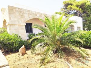 托雷圣乔万尼乌Villa di Nesco的一座建筑前的棕榈树