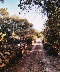 圣布拉什迪阿尔波特尔Casa Papoula的一条有树木和石墙的土路