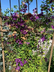 恩斯塔尔豪斯Chalet Alma的花园里的一束紫色花