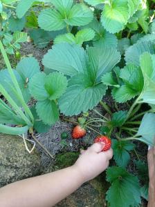 瓜拉派瑞sítio recanto verde do sol的花园里一个拿着草莓的孩子