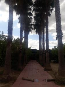 El KheribaDar Khedija的一条走道上一排棕榈树