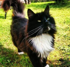 斯沃尔韦尔Kule gule huset的一只黑白猫在草地上行走