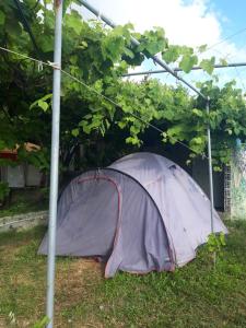 博尔什Camping Jungle in Borsh的坐在树下草下的紫色帐篷
