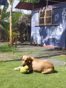 圣贝尔纳多德尔比恩托SakaNibue的一只棕色的狗用球躺在草地上