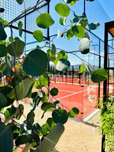 瓜达鲁佩镇MYA Hotel Boutique的网球场上放着一束绿叶