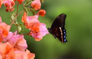 维德尼斯二人世界度假屋的一只黑色蝴蝶栖息在粉红色的花上