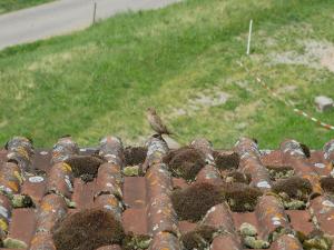 HorbenFerienwohnungen Ringlihof的鸟坐在屋顶上