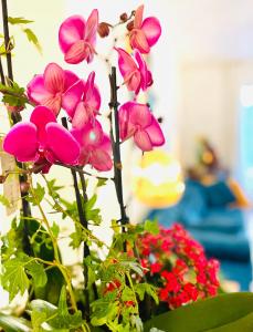 莫吉奥Casa Calina的花瓶里一团粉红色的花朵