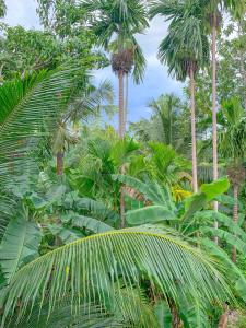 米迪加马东Aldea bleu的森林中的一群棕榈树