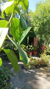 圣路易斯Camping D'Tente Paradise的一座种植了植物的院子里的绿狗屋