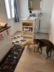 西尔米奥奈SirmioneRooms的两只狗站在水槽旁的厨房里