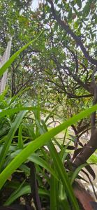 圣何塞德迈波El Tucan的树旁的绿色植物群