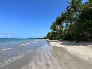 莫罗圣保罗Pousada Tatiba的棕榈树和海洋的沙滩