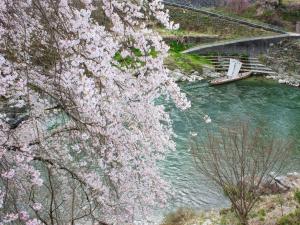 饭田市吉野亭酒店的河边一棵有粉红色花的树