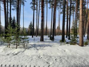 ZamordejeLeśniczówka nad jeziorem的雪覆盖的森林中的一群树木