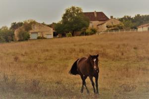 Conne-de-LabardeGite La Grange aux Oiseaux的一只棕色的马在田野里漫步