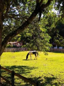 门德斯Casa de Campo: Sítio Santa Helena-Mendes RJ的围栏旁边的田野里放牧的马